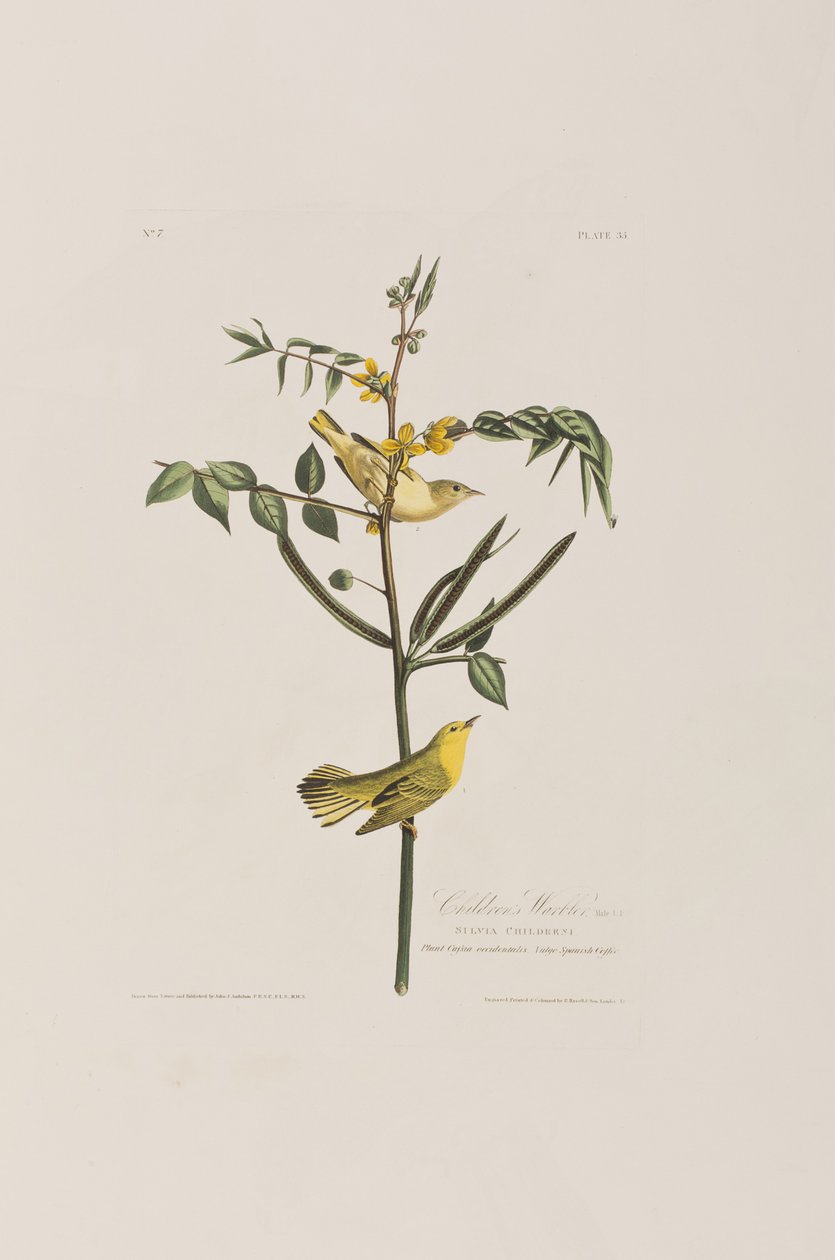 Illusztráció a "Birds of America"-ból alkotó: John James Audubon