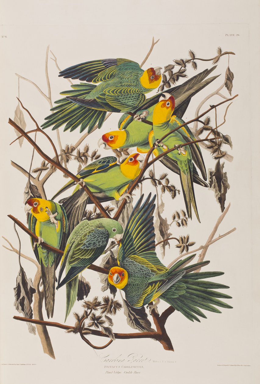 Illusztráció a "Birds of America"-ból alkotó: John James Audubon