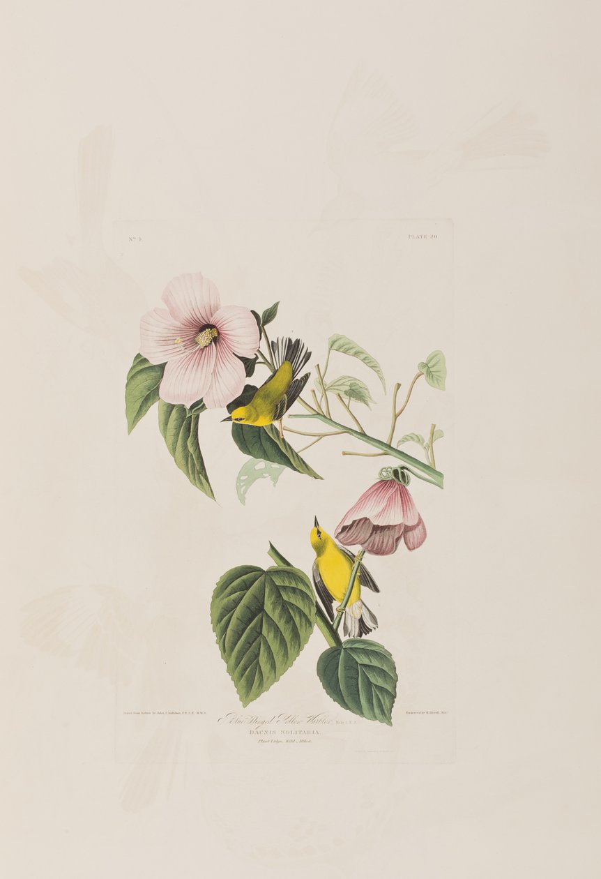 Illusztráció a "Birds of America"-ból alkotó: John James Audubon