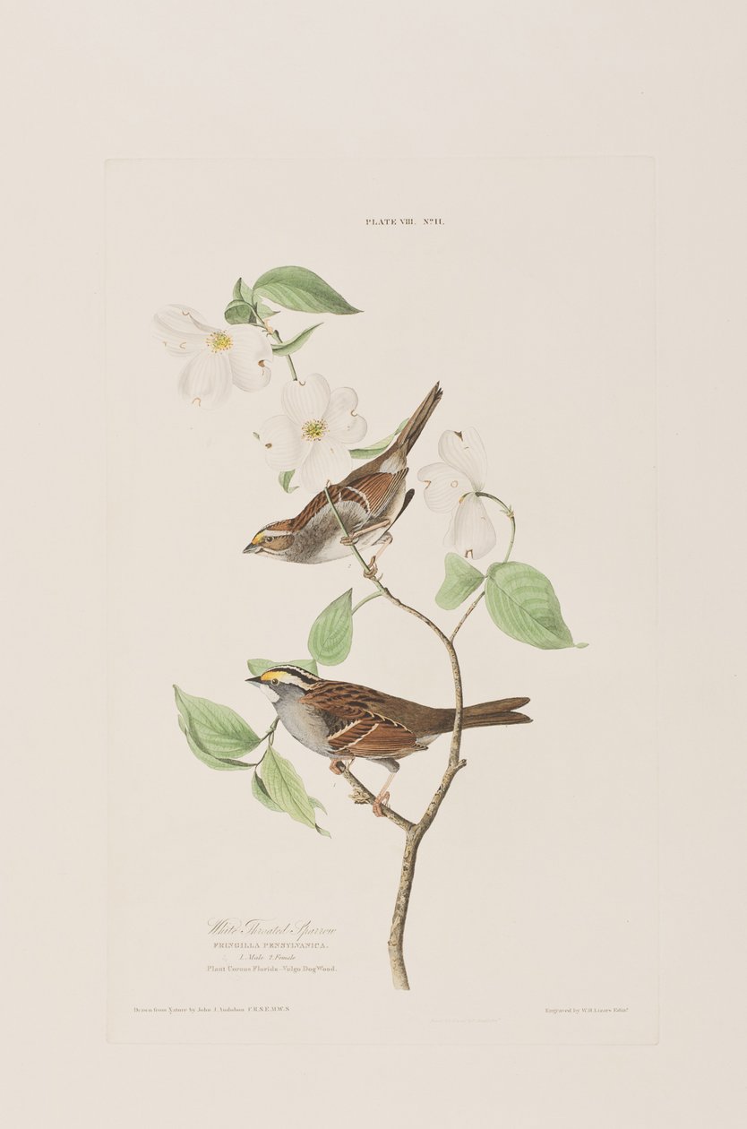 Illusztráció a "Birds of America"-ból alkotó: John James Audubon