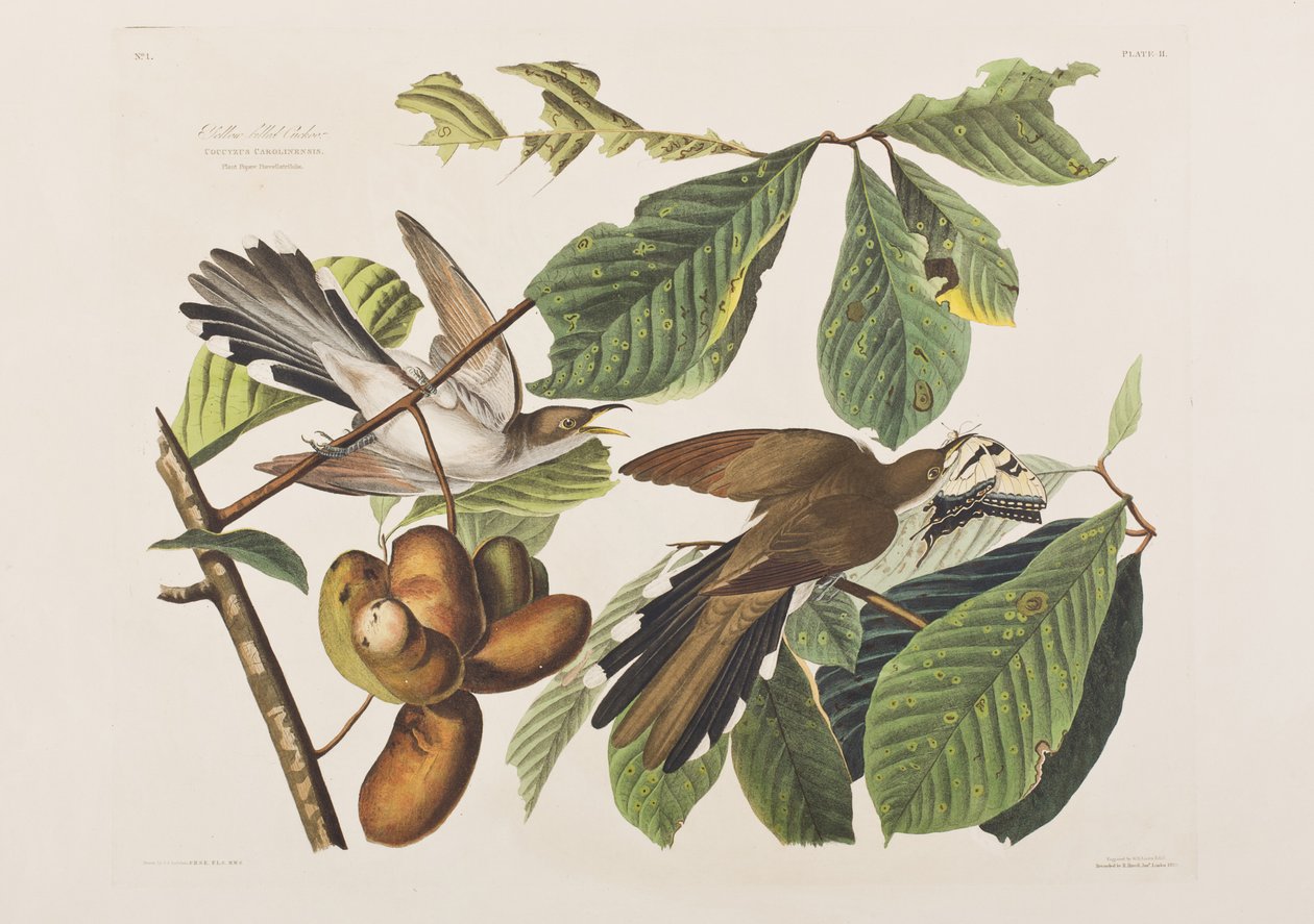 Illusztráció a "Birds of America"-ból alkotó: John James Audubon