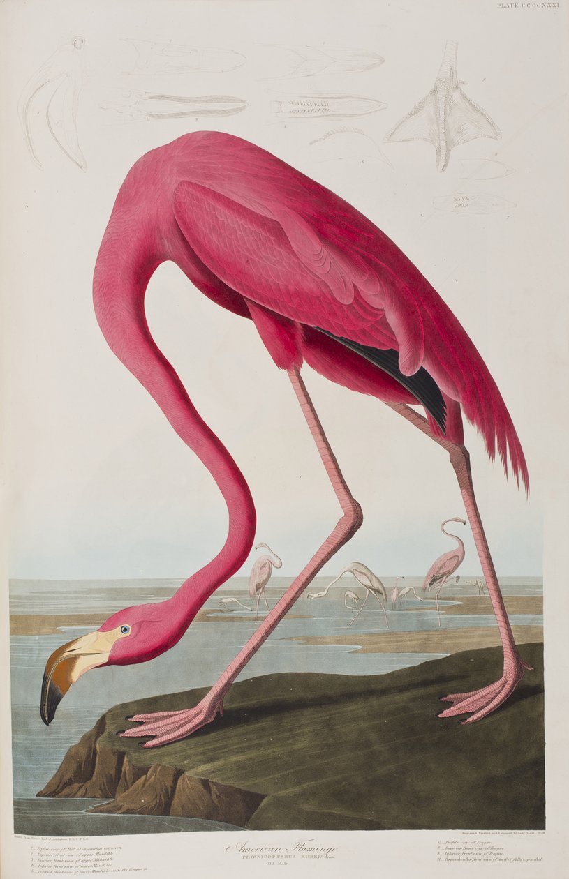 Illusztráció a "Birds of America"-ból alkotó: John James Audubon