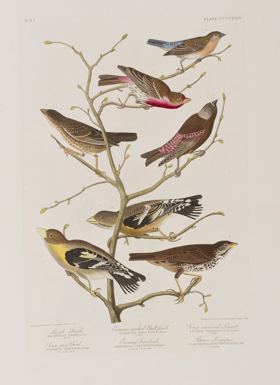 Illusztráció a "Birds of America"-ból alkotó: John James Audubon