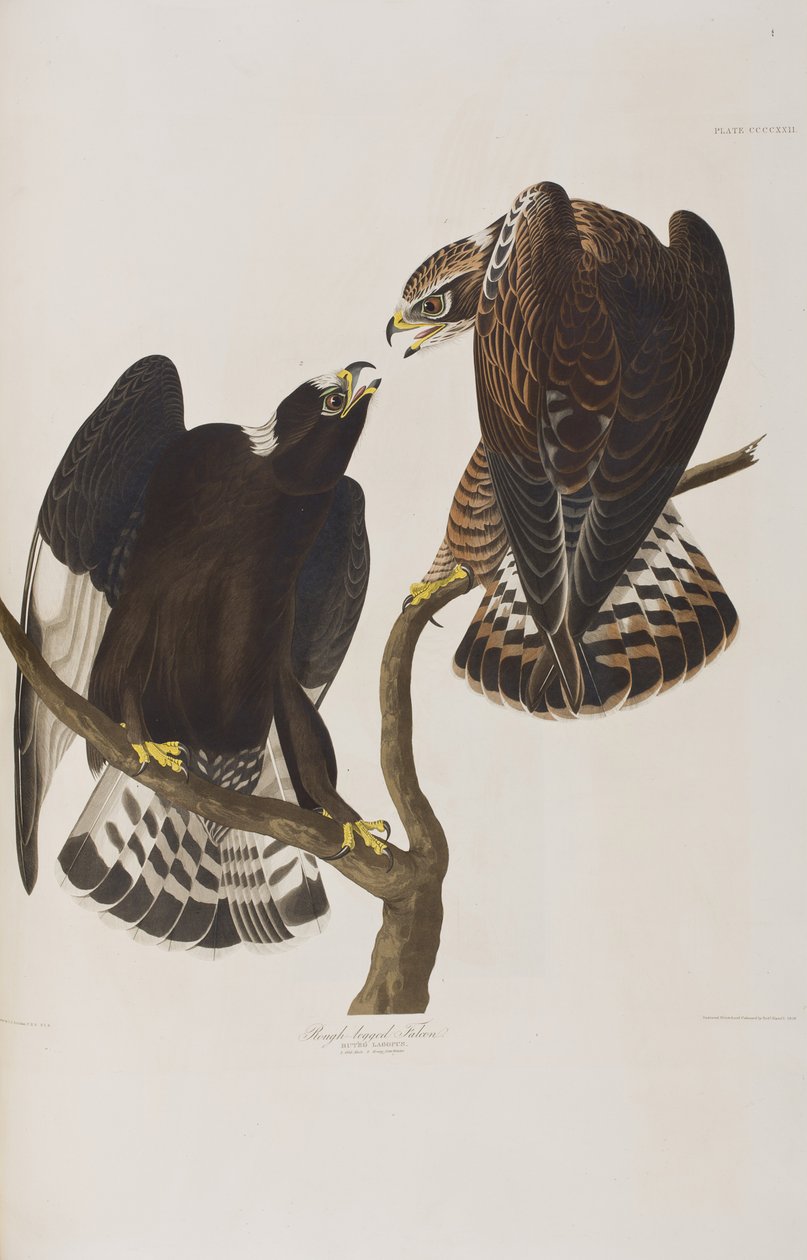 Illusztráció a "Birds of America"-ból alkotó: John James Audubon