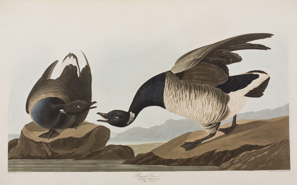 Illusztráció a "Birds of America"-ból alkotó: John James Audubon