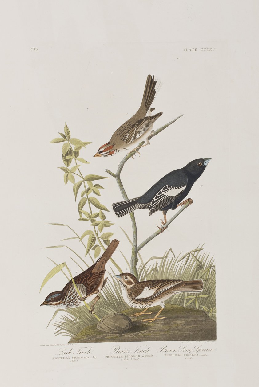 Illusztráció a "Birds of America"-ból alkotó: John James Audubon
