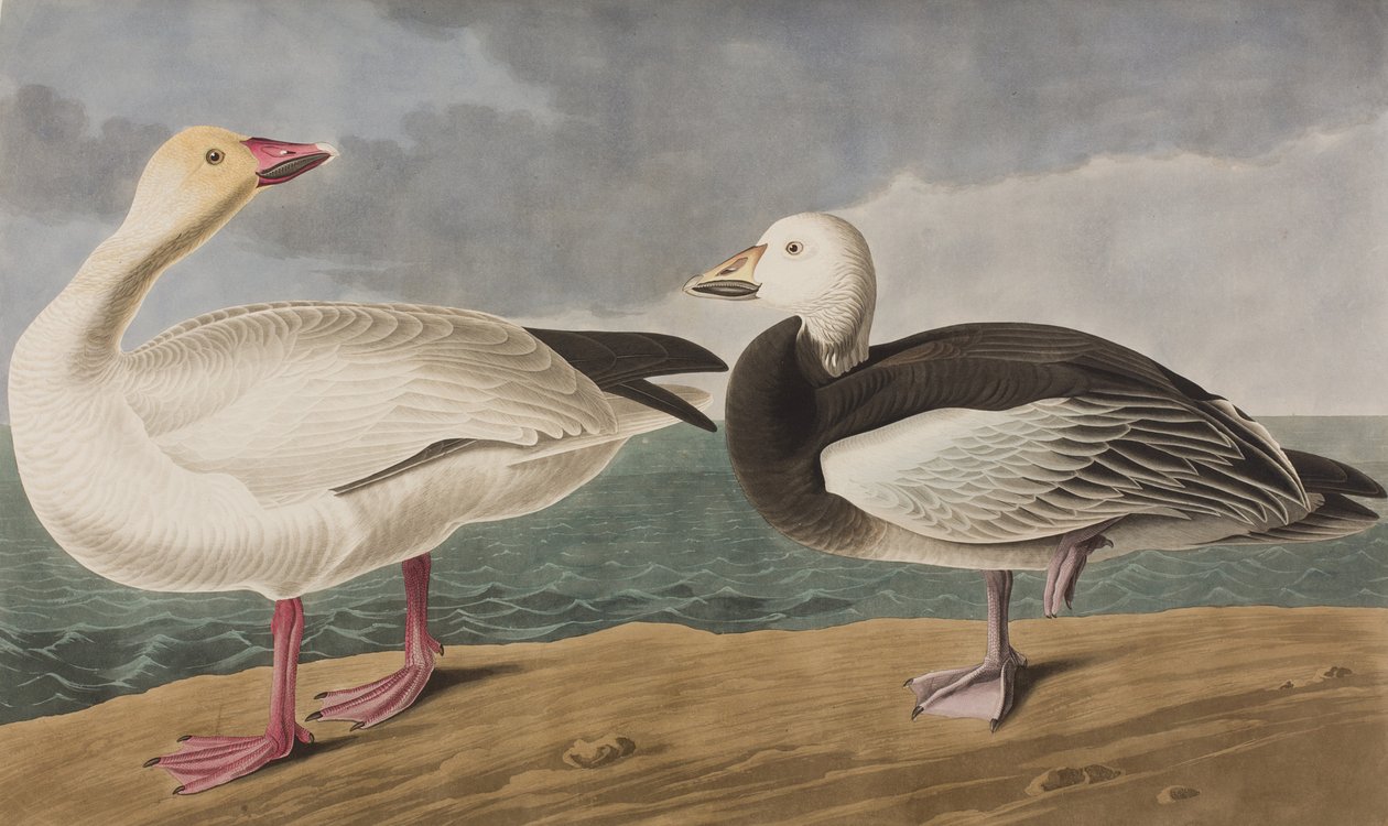 Illusztráció a "Birds of America"-ból alkotó: John James Audubon