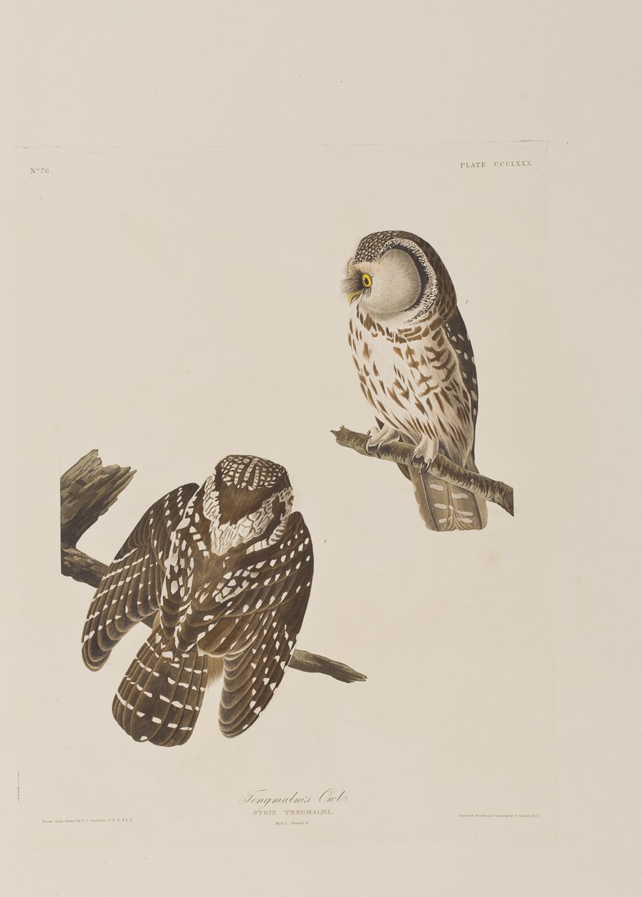Illusztráció a "Birds of America"-ból alkotó: John James Audubon