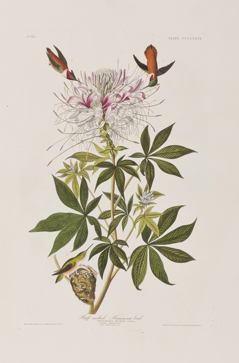 Illusztráció a "Birds of America"-ból alkotó: John James Audubon