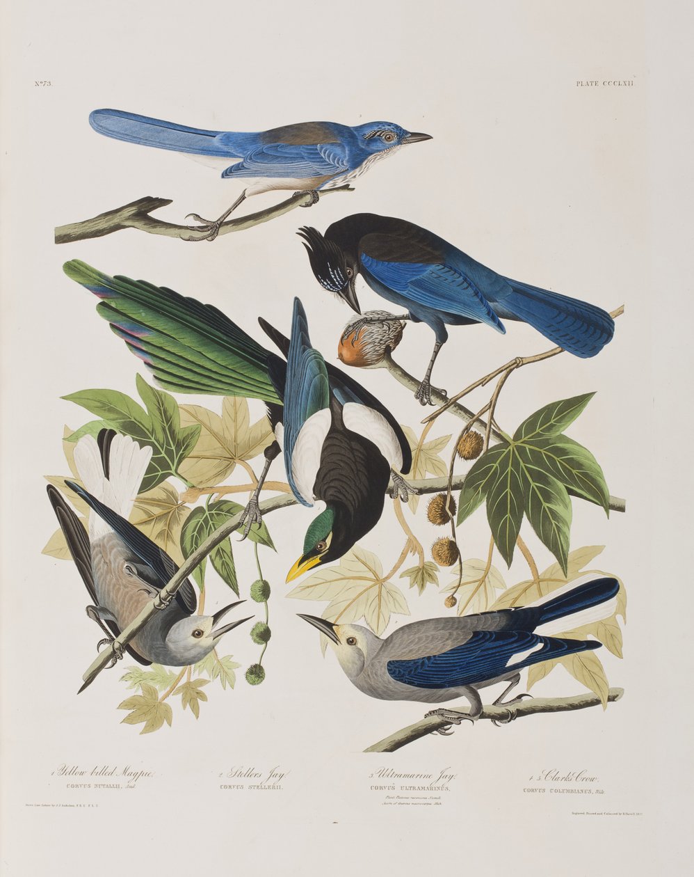 Illusztráció a "Birds of America"-ból alkotó: John James Audubon