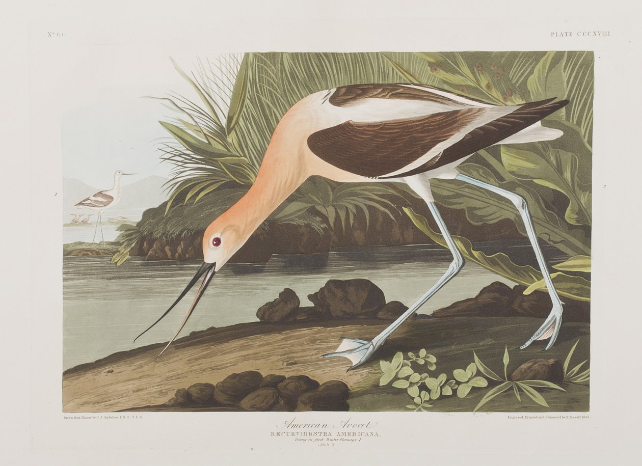 Illusztráció a "Birds of America"-ból alkotó: John James Audubon