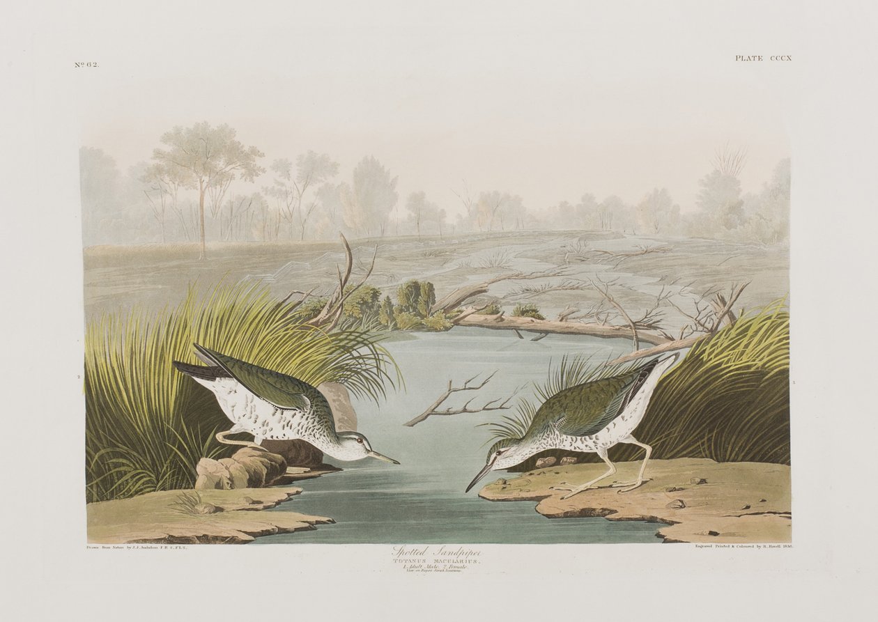 Illusztráció a "Birds of America"-ból alkotó: John James Audubon