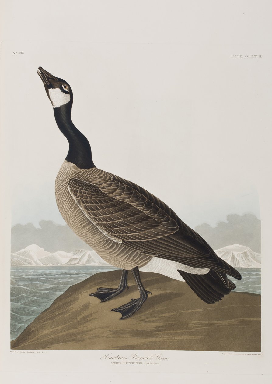 Illusztráció a "Birds of America"-ból alkotó: John James Audubon