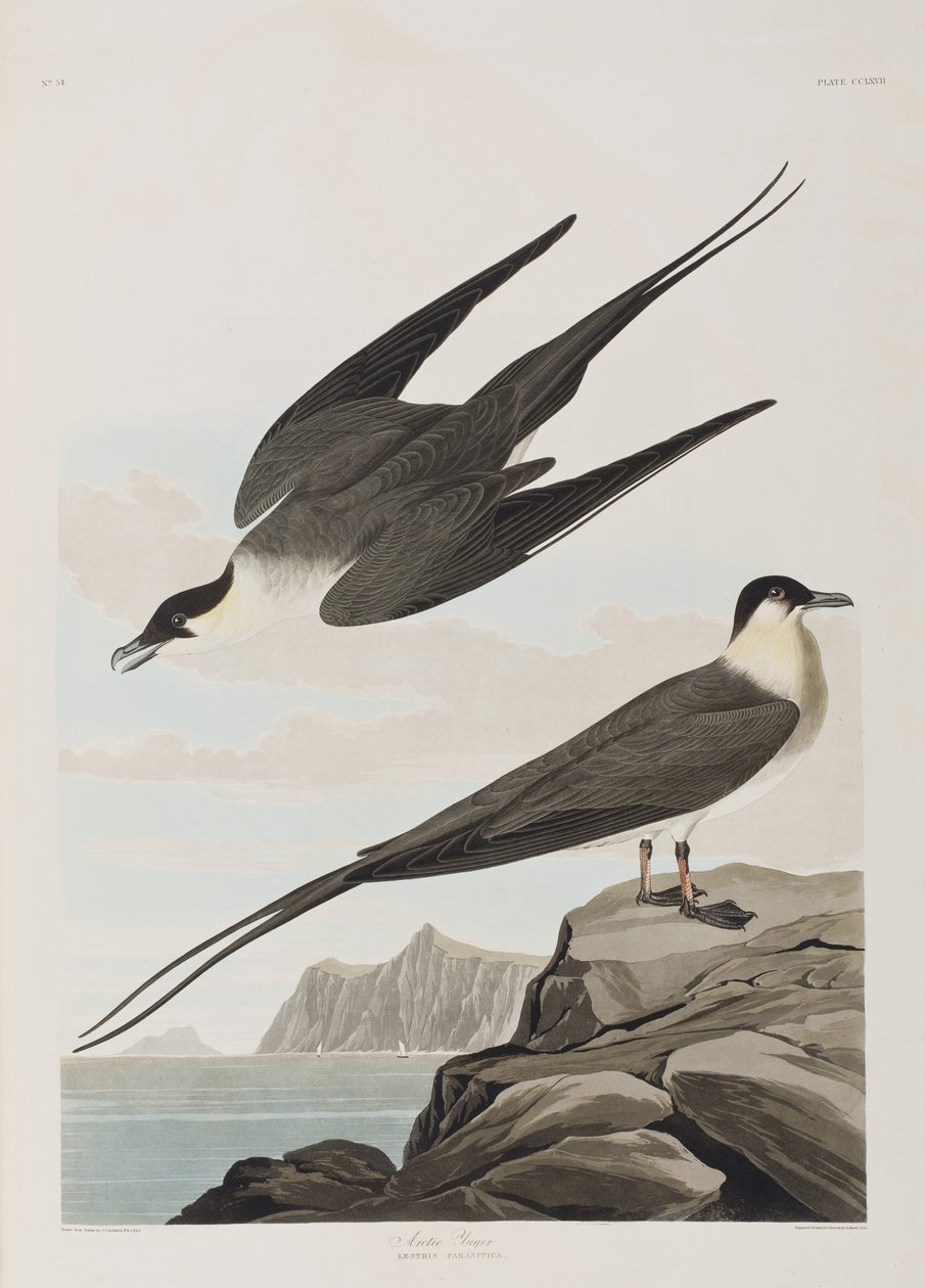 Illusztráció a "Birds of America"-ból alkotó: John James Audubon