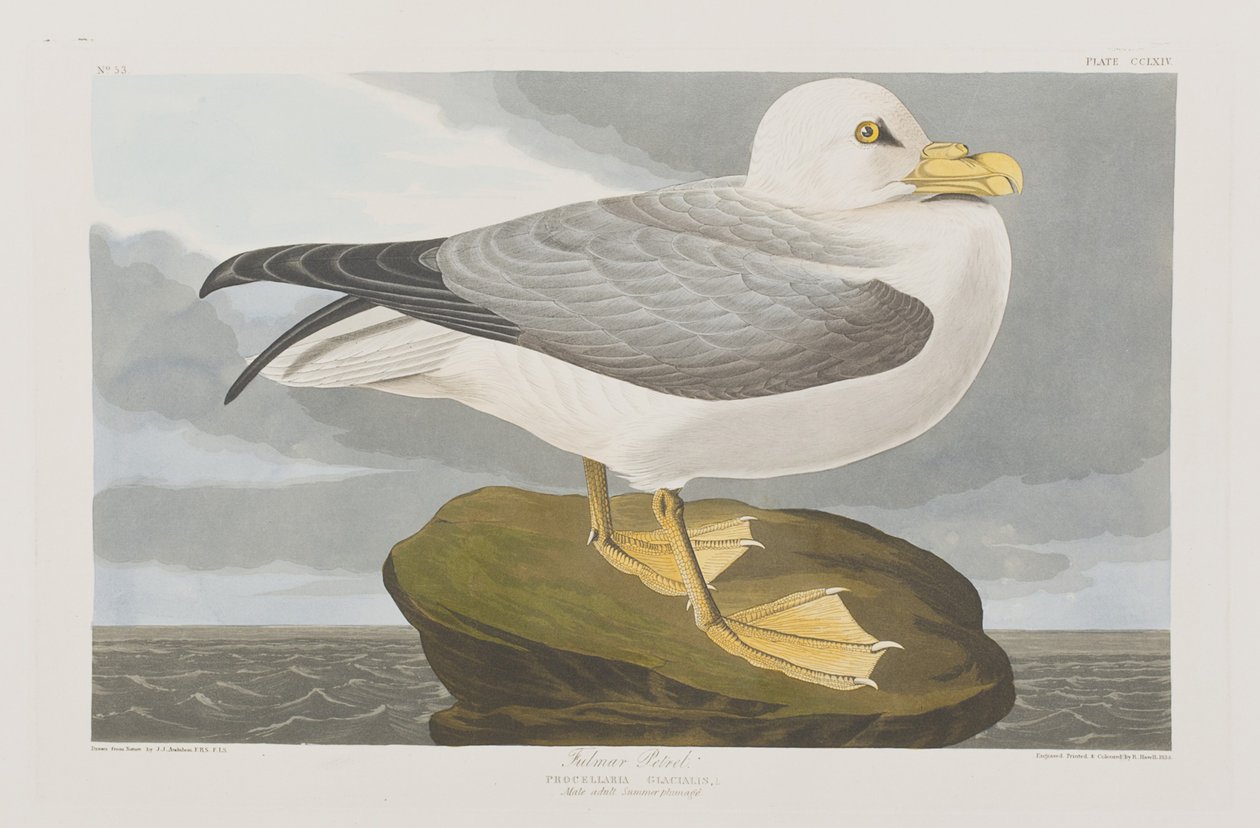Illusztráció a "Birds of America"-ból alkotó: John James Audubon