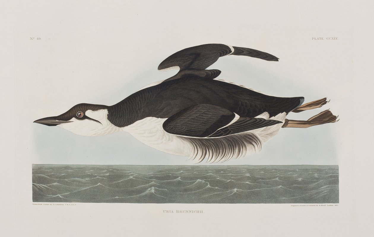 Illusztráció a "Birds of America"-ból alkotó: John James Audubon