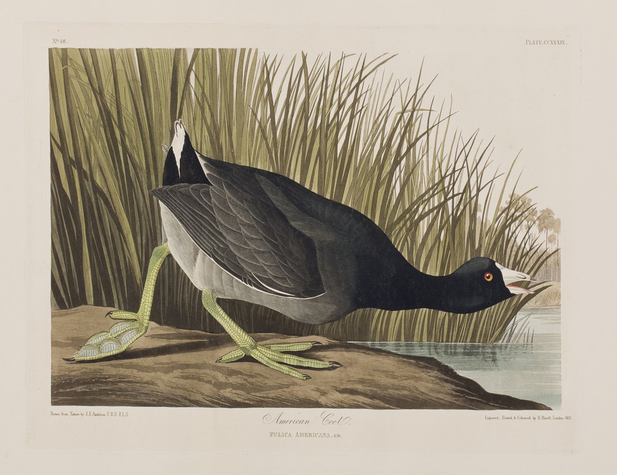 Illusztráció a "Birds of America"-ból alkotó: John James Audubon