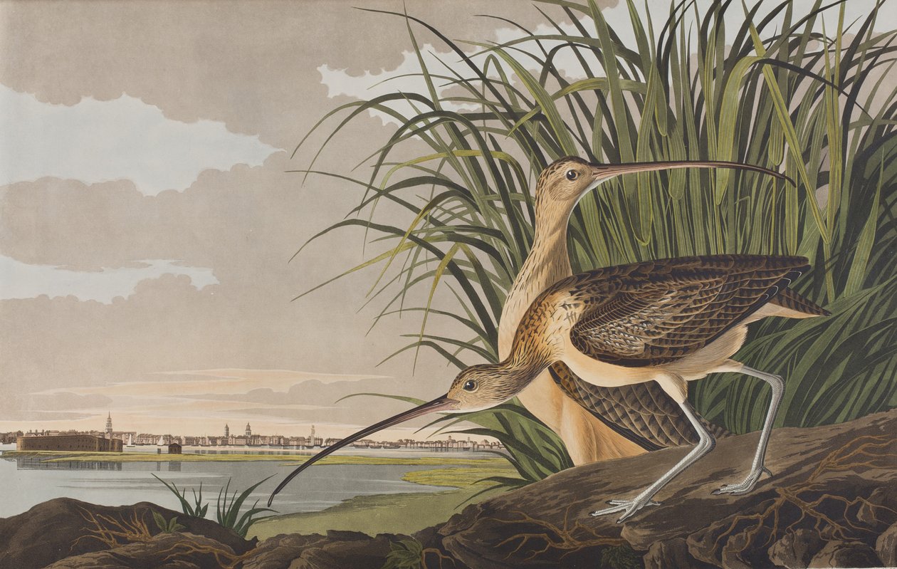 Illusztráció a "Birds of America"-ból alkotó: John James Audubon