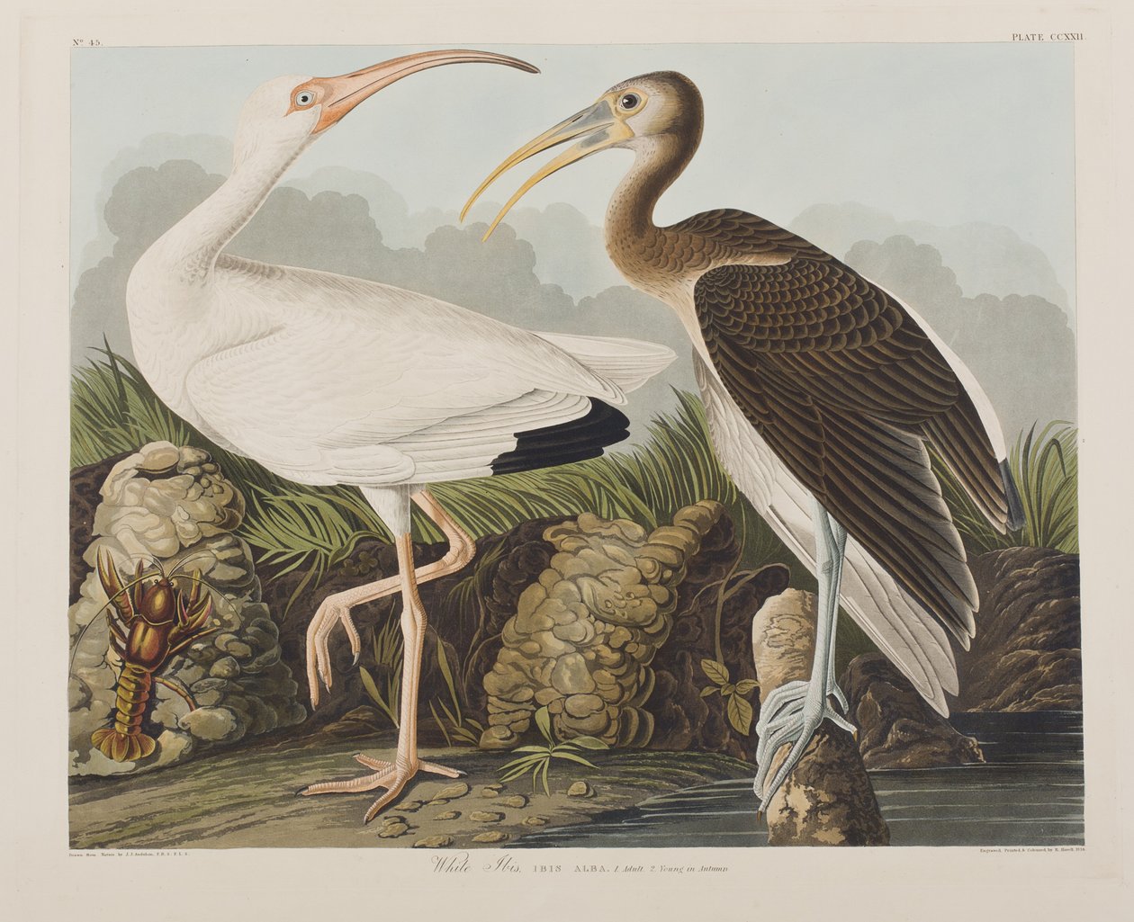Illusztráció a "Birds of America"-ból alkotó: John James Audubon