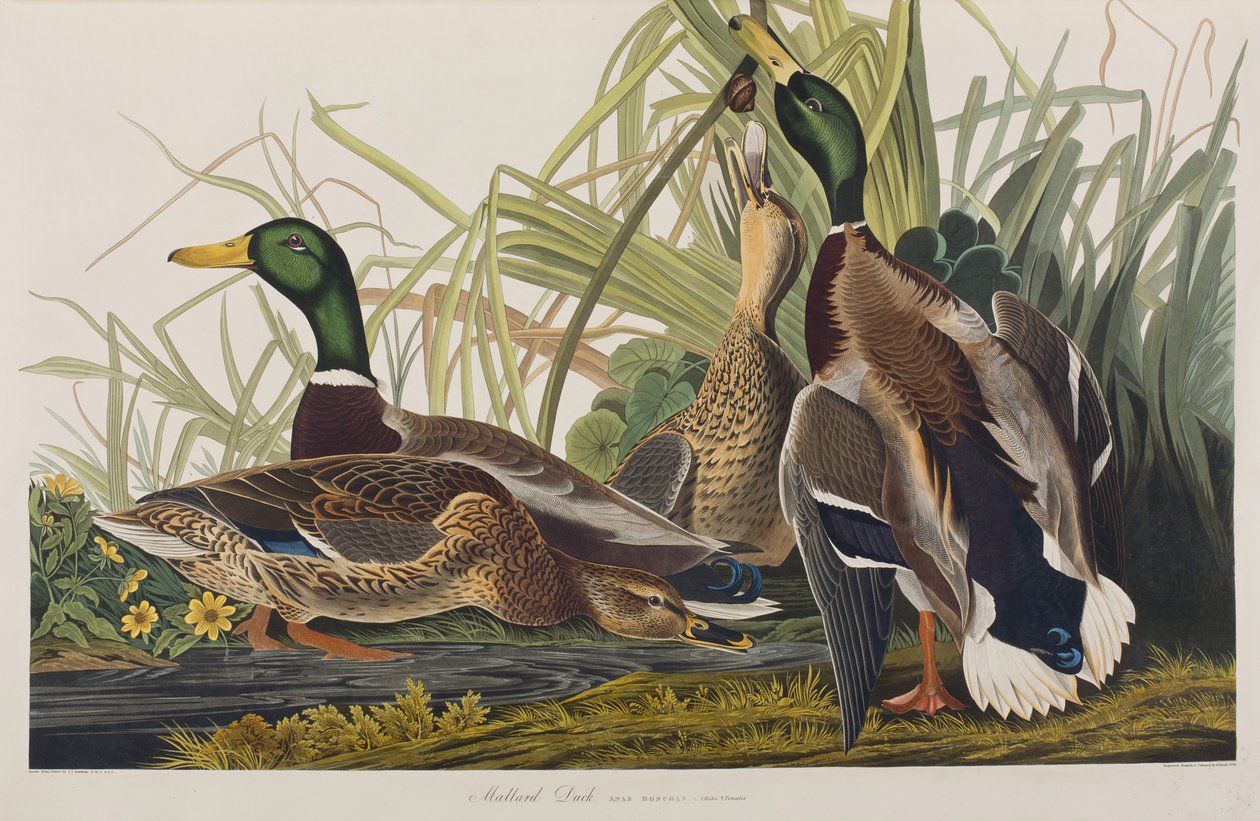 Illusztráció a "Birds of America"-ból alkotó: John James Audubon