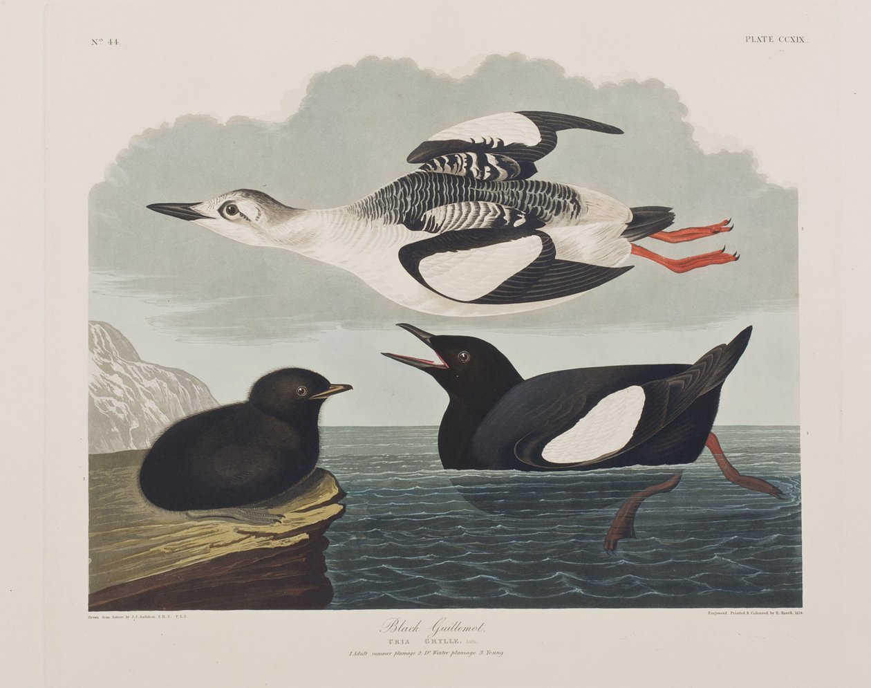 Illusztráció a "Birds of America"-ból alkotó: John James Audubon