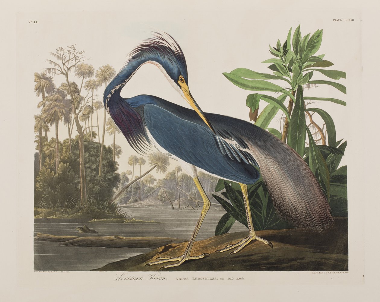 Illusztráció a "Birds of America"-ból alkotó: John James Audubon