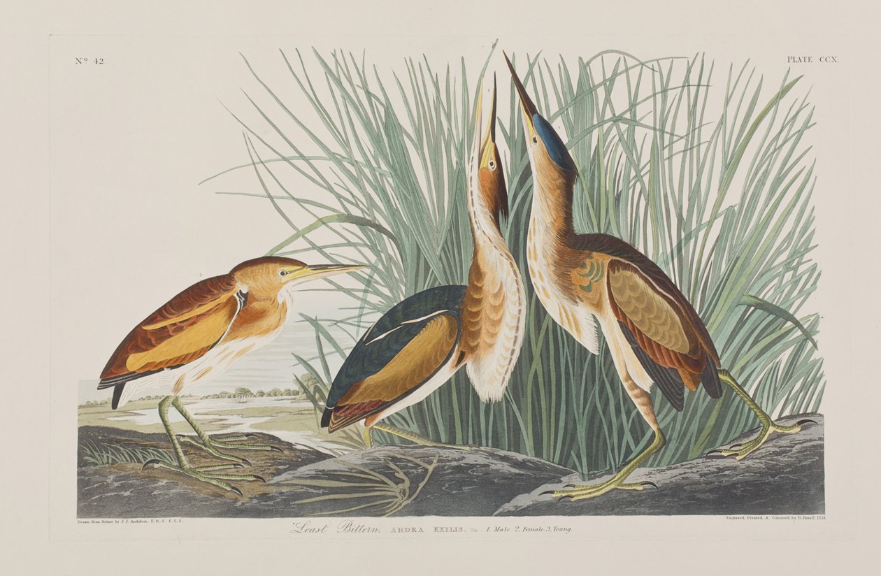 Illusztráció a "Birds of America"-ból alkotó: John James Audubon