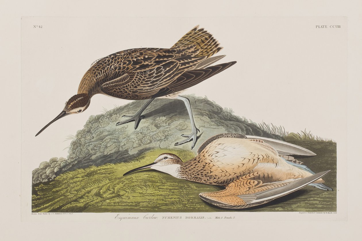 Illusztráció a "Birds of America"-ból alkotó: John James Audubon