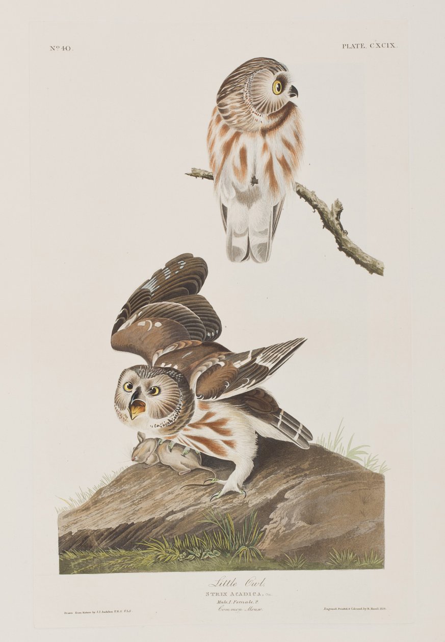 Illusztráció a "Birds of America"-ból alkotó: John James Audubon