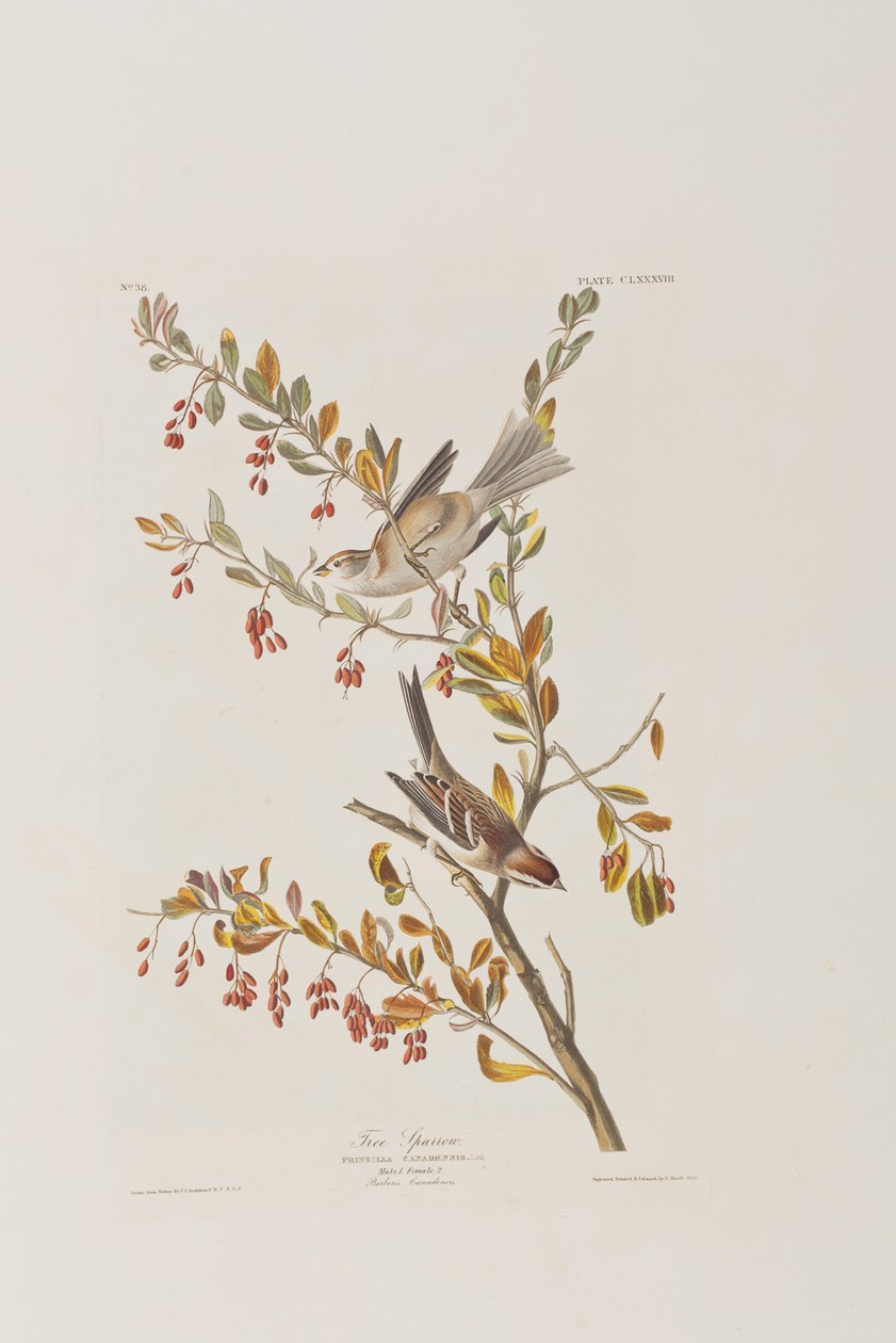 Illusztráció a "Birds of America"-ból alkotó: John James Audubon