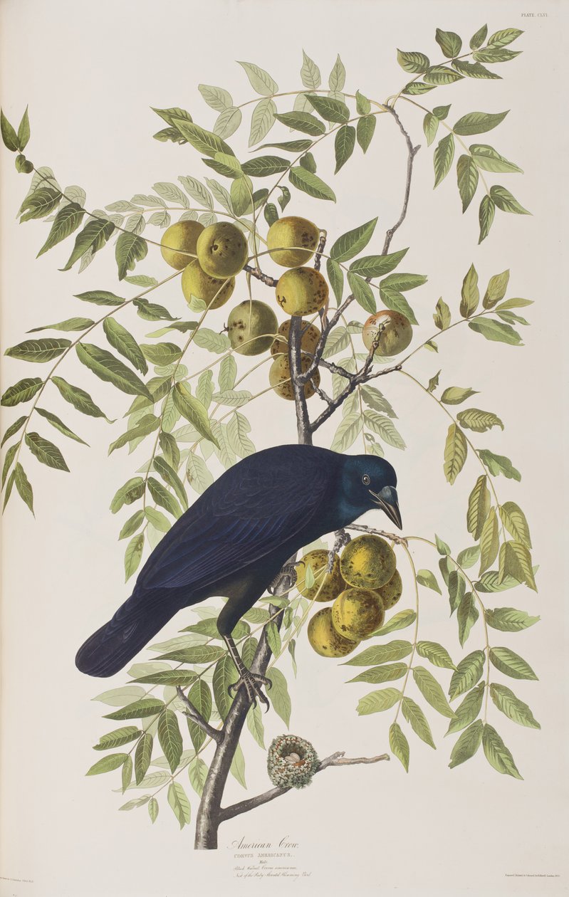 Illusztráció a "Birds of America"-ból alkotó: John James Audubon