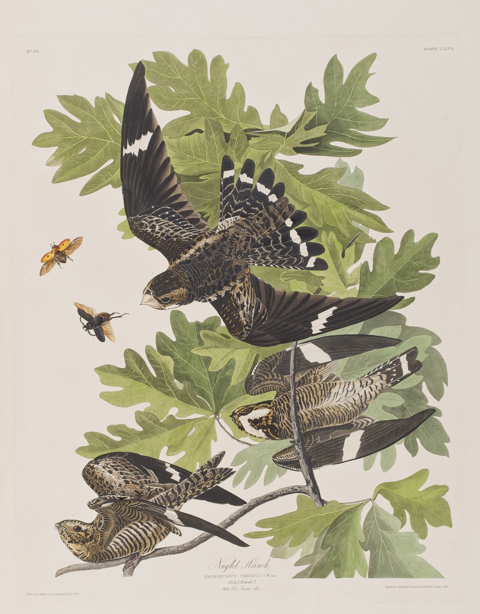 Illusztráció a "Birds of America"-ból alkotó: John James Audubon