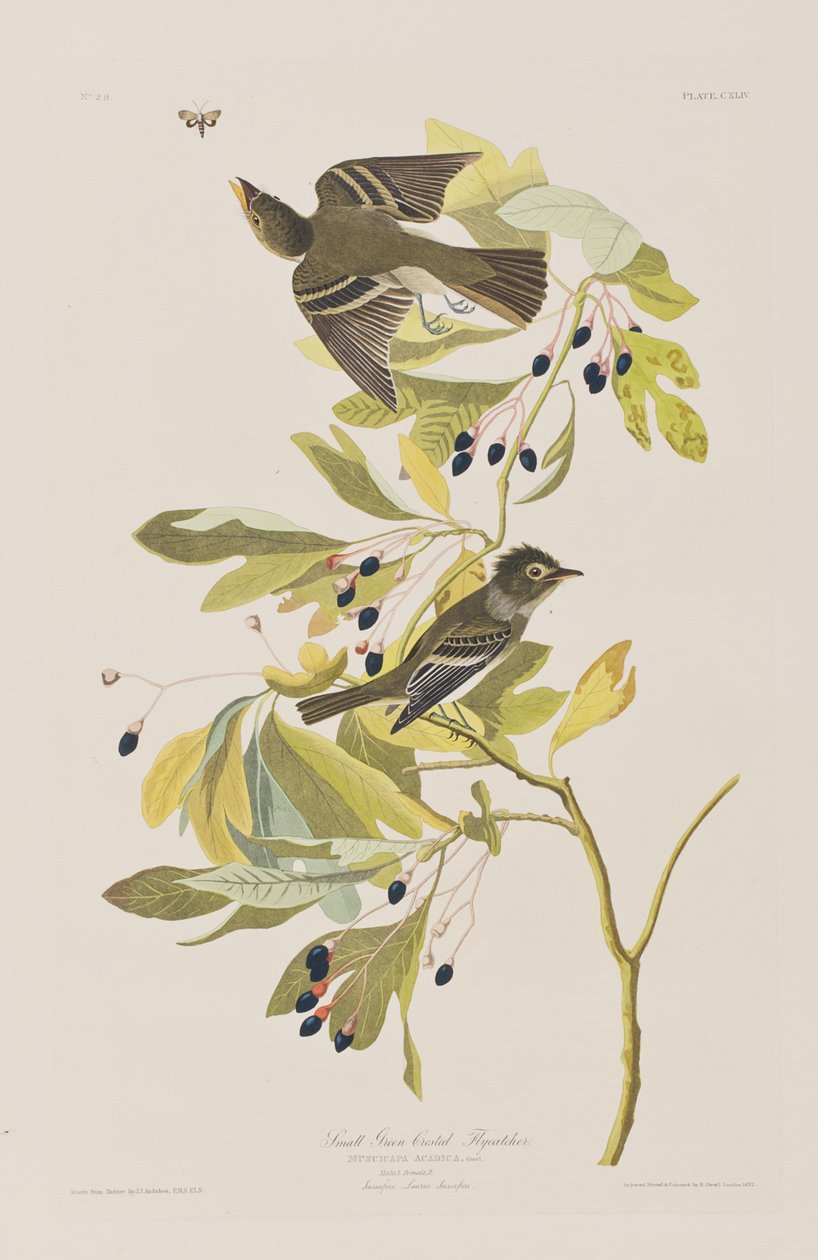 Illusztráció a "Birds of America"-ból alkotó: John James Audubon