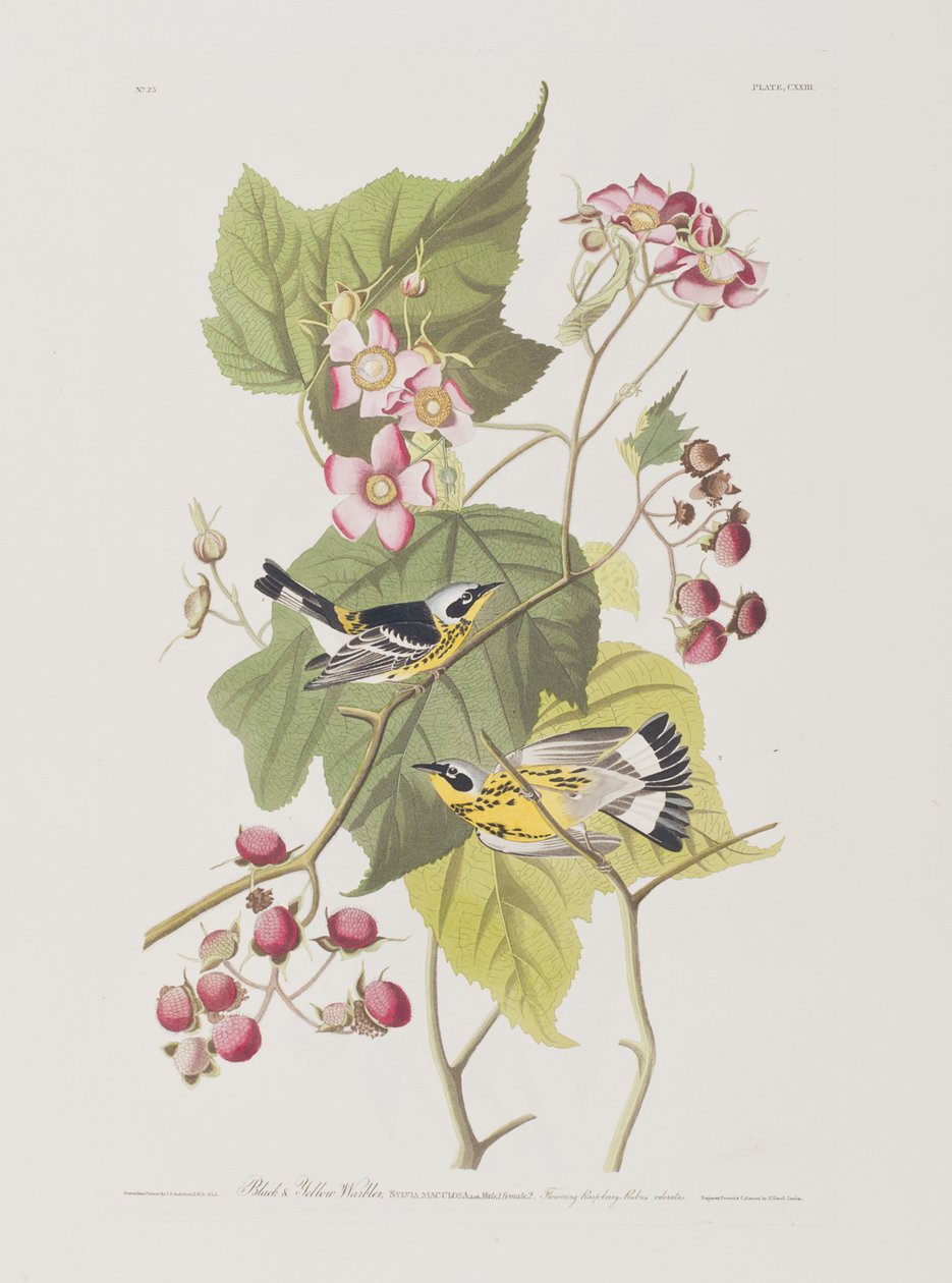 Illusztráció a "Birds of America"-ból alkotó: John James Audubon