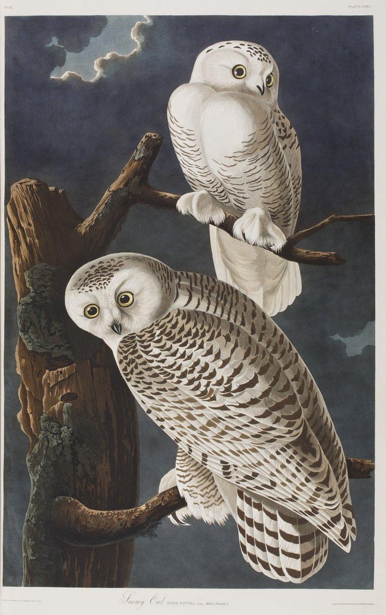 Illusztráció a "Birds of America"-ból alkotó: John James Audubon