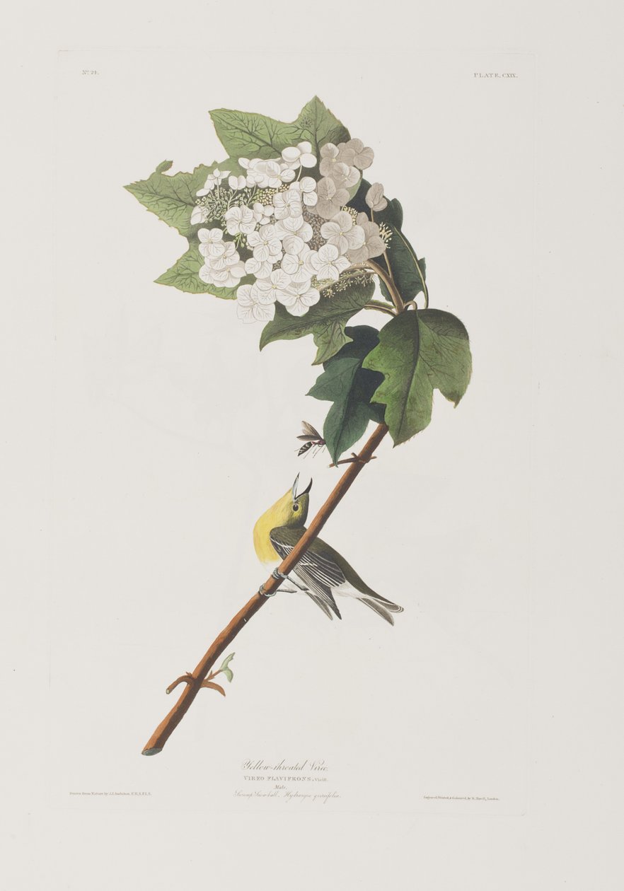 Illusztráció a "Birds of America"-ból alkotó: John James Audubon