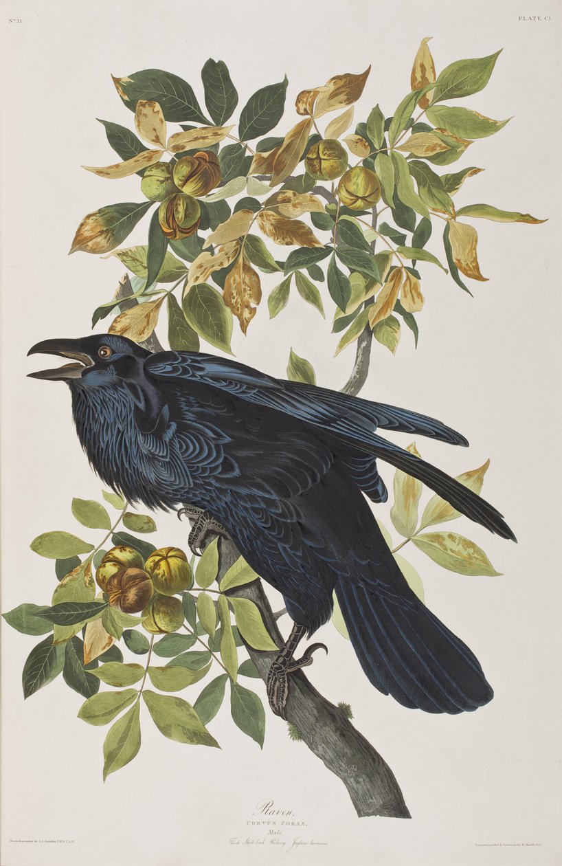 Illusztráció a "Birds of America"-ból alkotó: John James Audubon