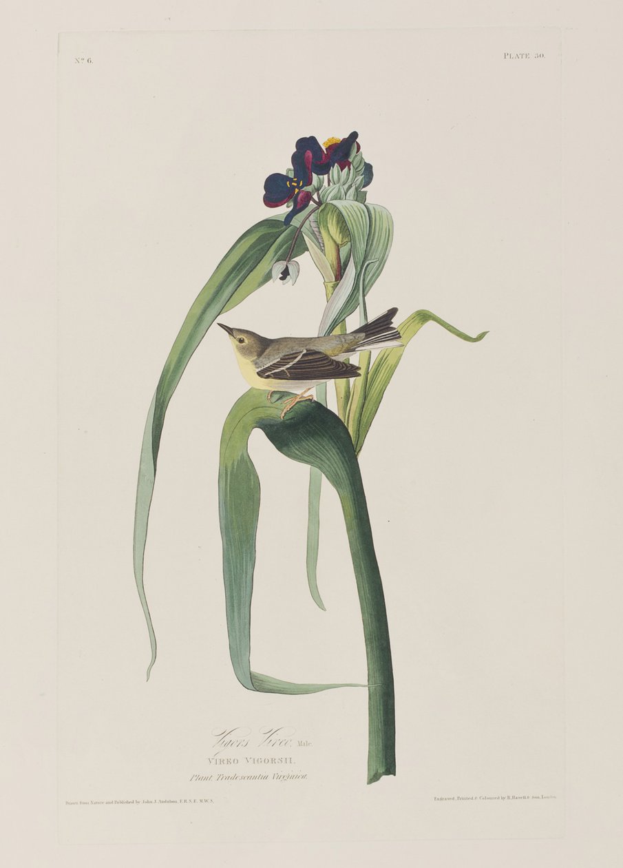 Illusztráció a "Birds of America"-ból alkotó: John James Audubon
