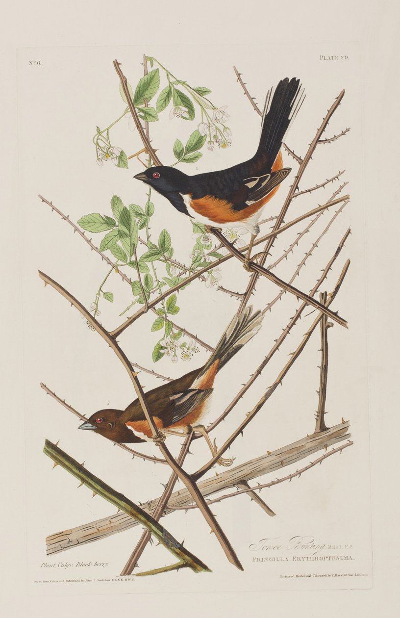 Illusztráció a "Birds of America"-ból alkotó: John James Audubon