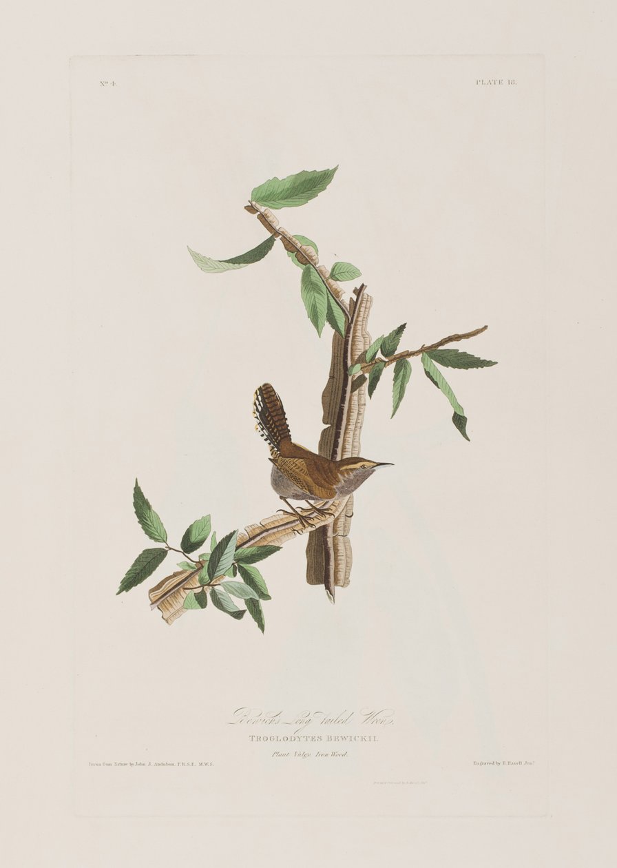Illusztráció a "Birds of America"-ból alkotó: John James Audubon