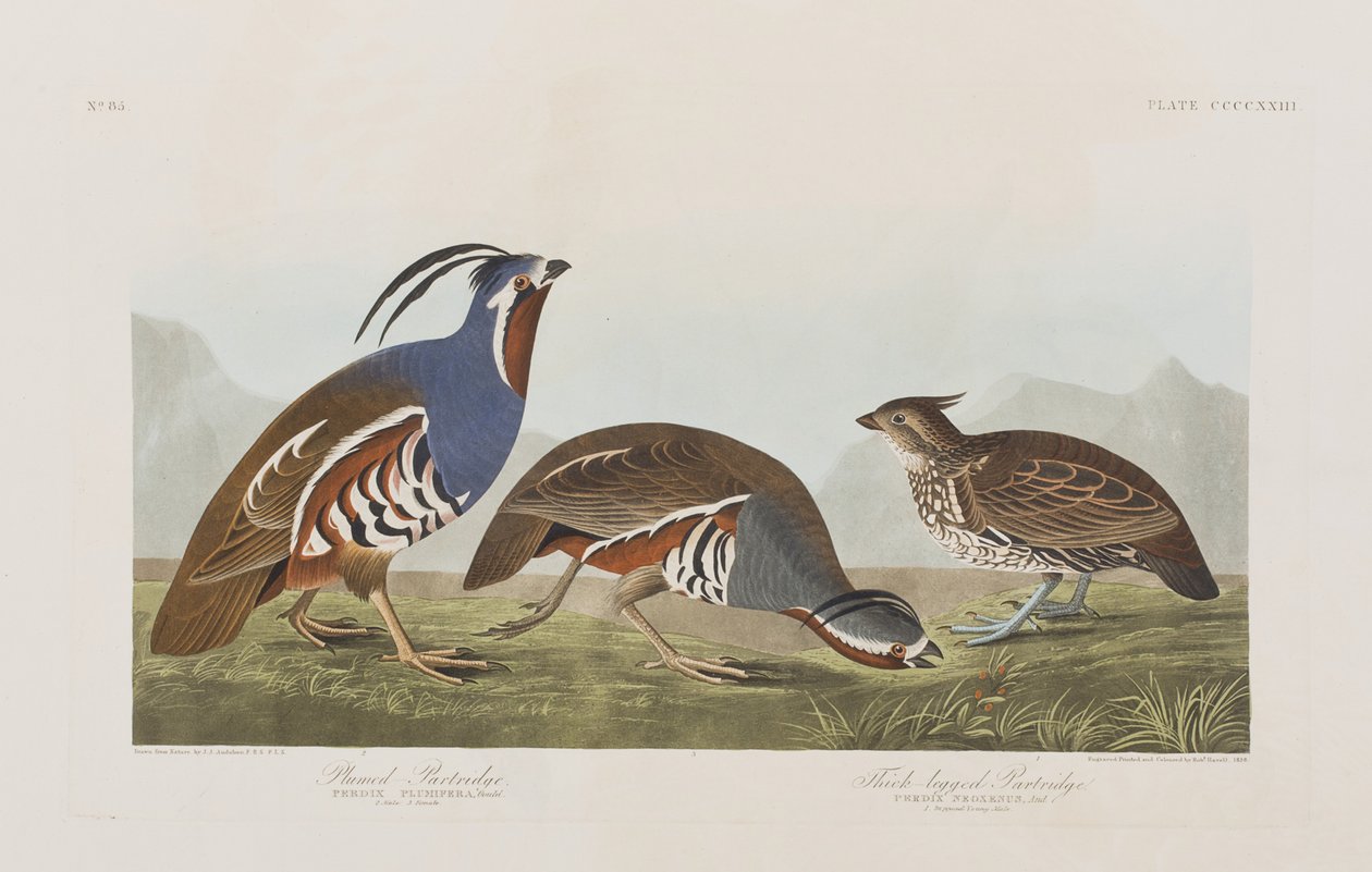 Illusztráció a "Birds of America"-ból alkotó: John James Audubon