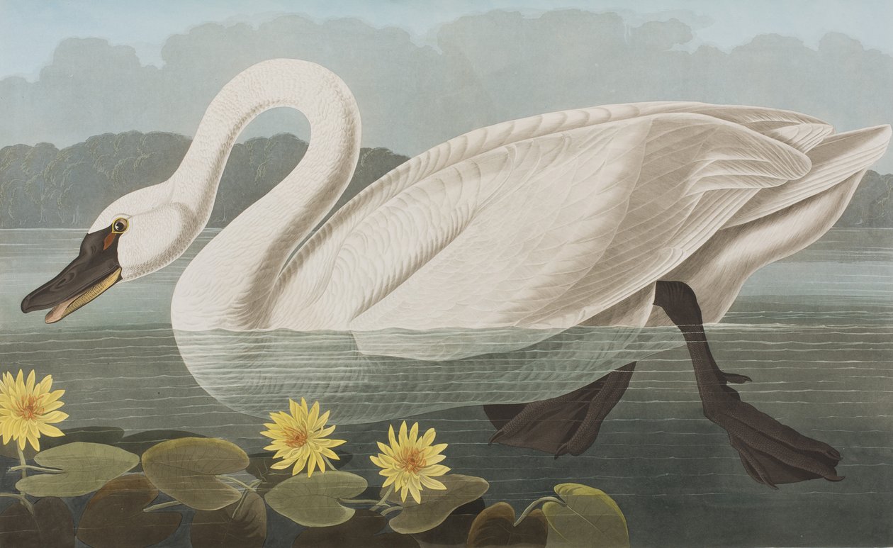 Illusztráció a "Birds of America"-ból alkotó: John James Audubon