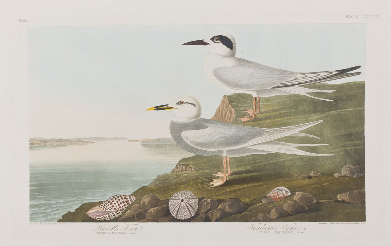 Illusztráció a "Birds of America"-ból alkotó: John James Audubon