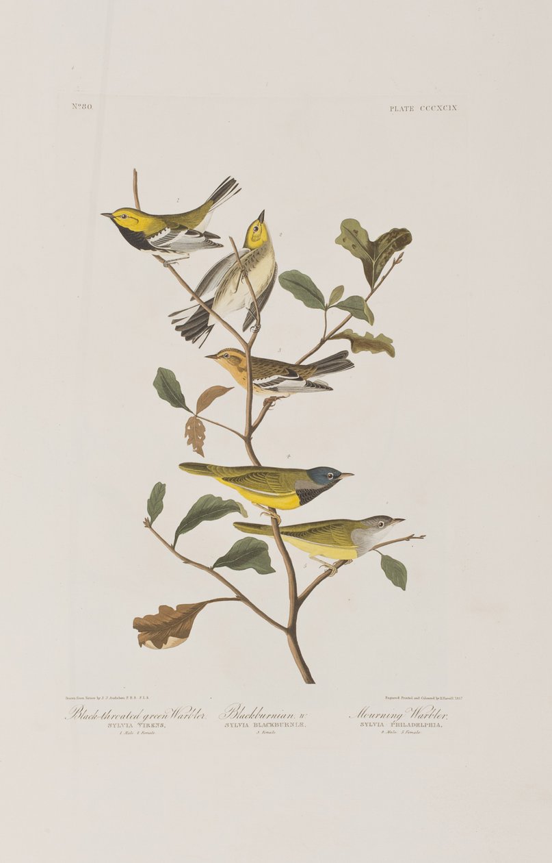 Illusztráció a "Birds of America"-ból alkotó: John James Audubon