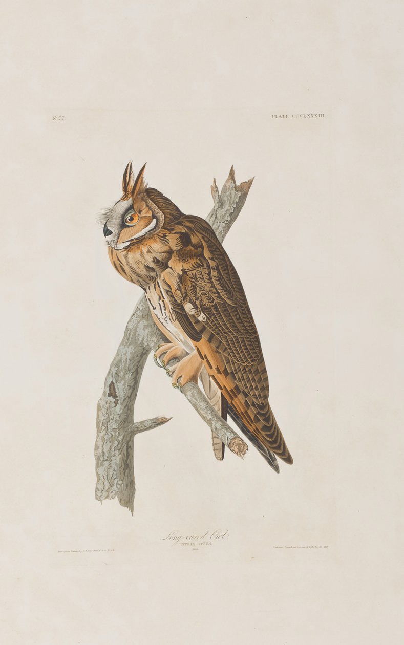 Illusztráció a "Birds of America"-ból alkotó: John James Audubon