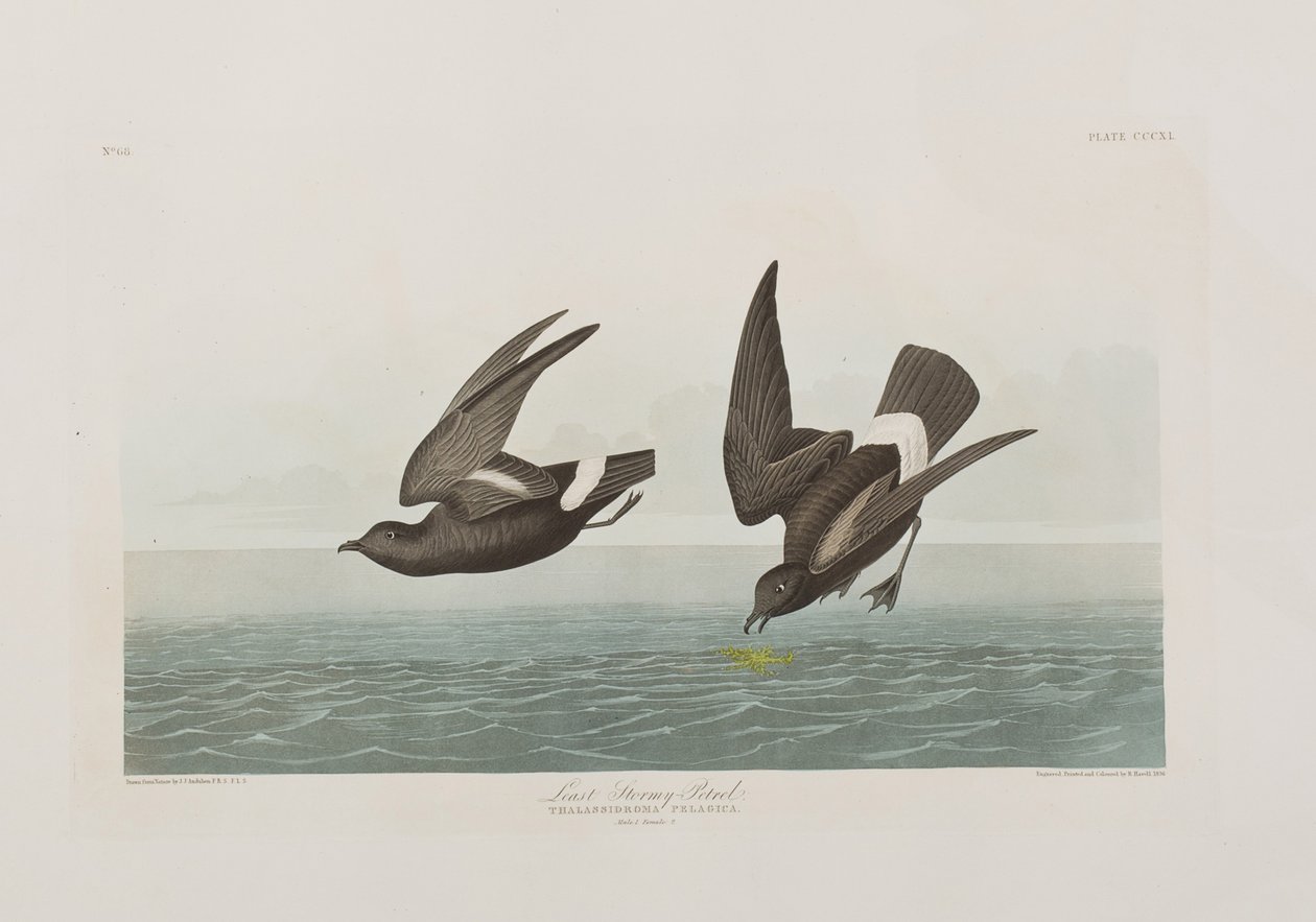 Illusztráció a "Birds of America"-ból alkotó: John James Audubon