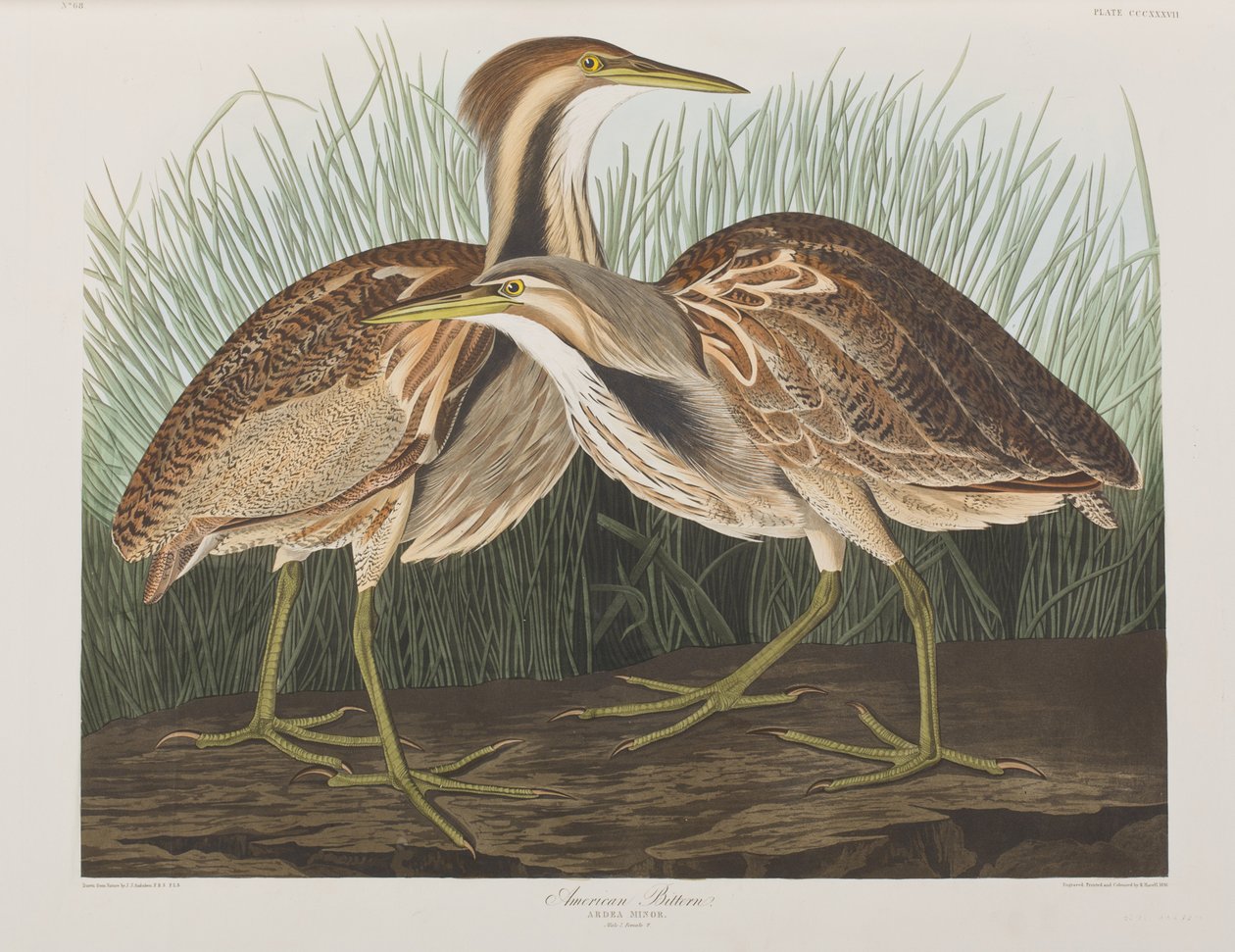 Illusztráció a "Birds of America"-ból alkotó: John James Audubon
