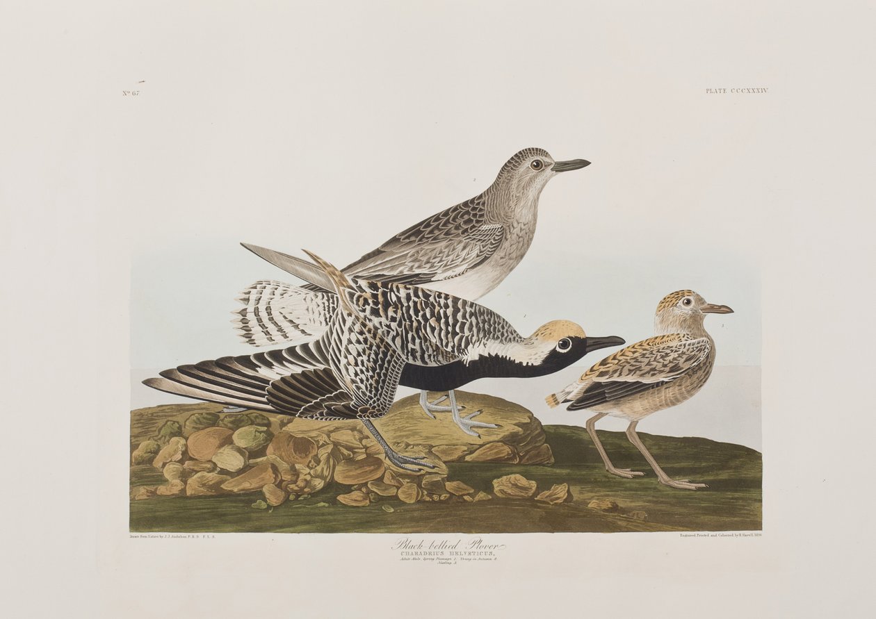 Illusztráció a "Birds of America"-ból alkotó: John James Audubon