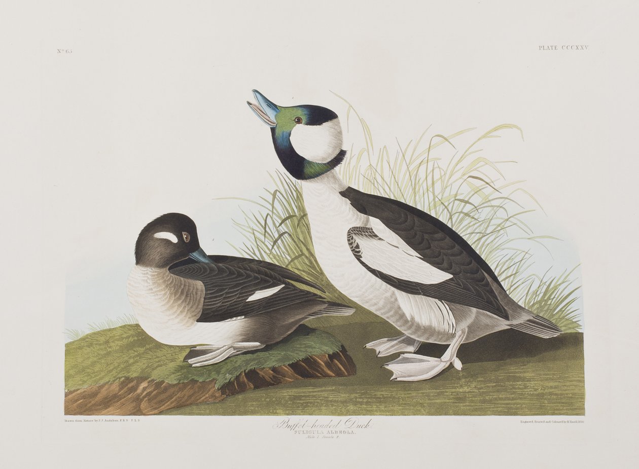 Illusztráció a "Birds of America"-ból alkotó: John James Audubon