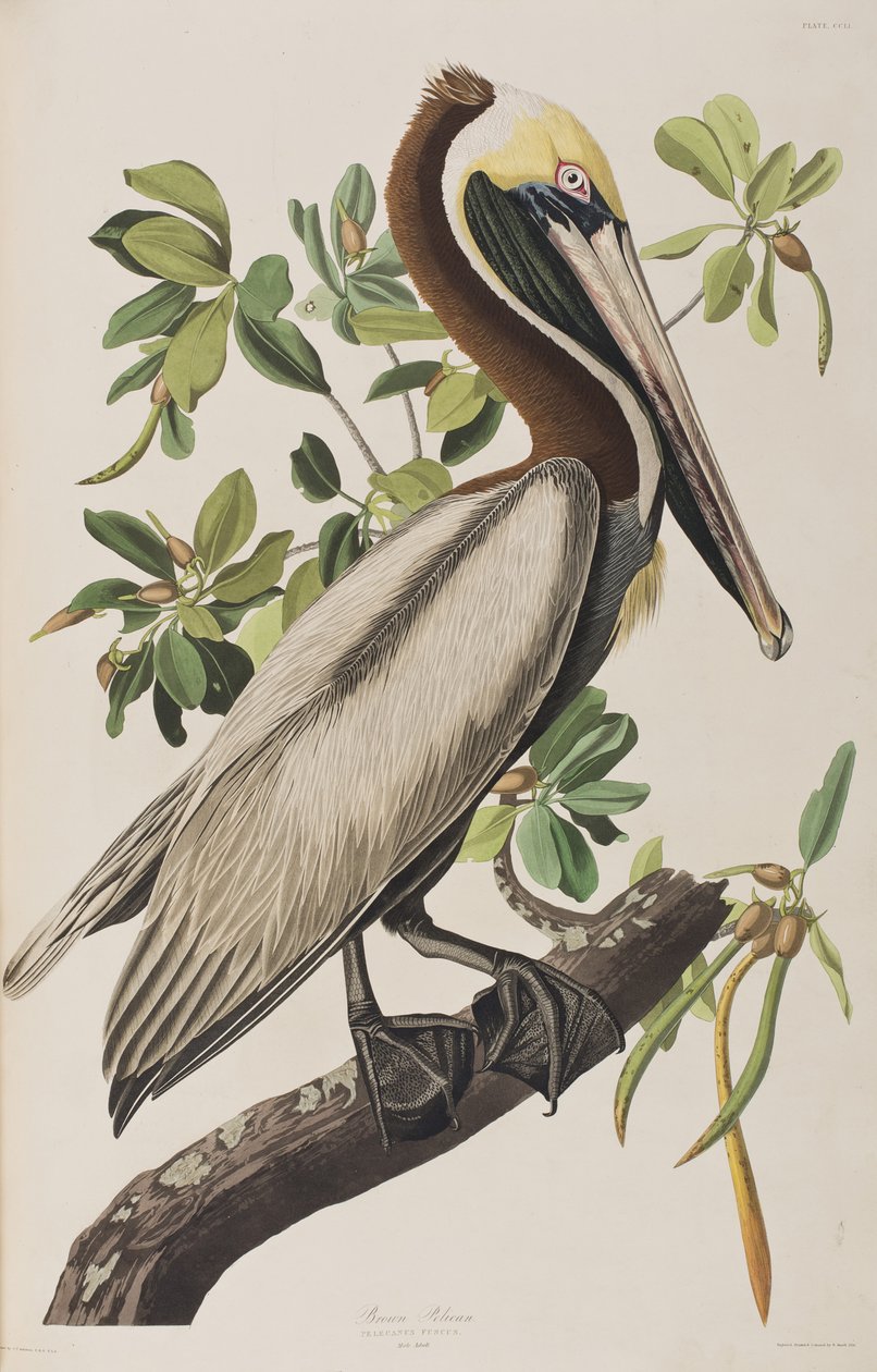 Illusztráció a "Birds of America"-ból alkotó: John James Audubon
